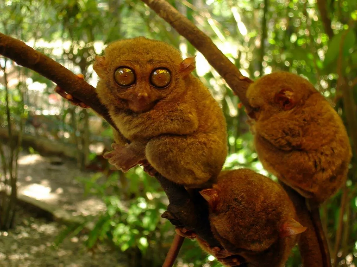 Tarsier el mono más pequeño del mundo