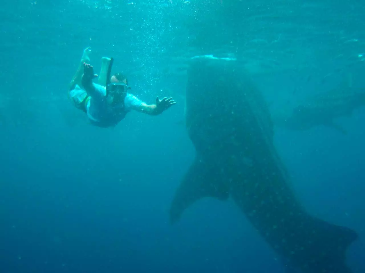 Nadar tiburones ballena