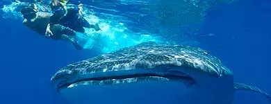 Tiburón ballena Puerto Princesa